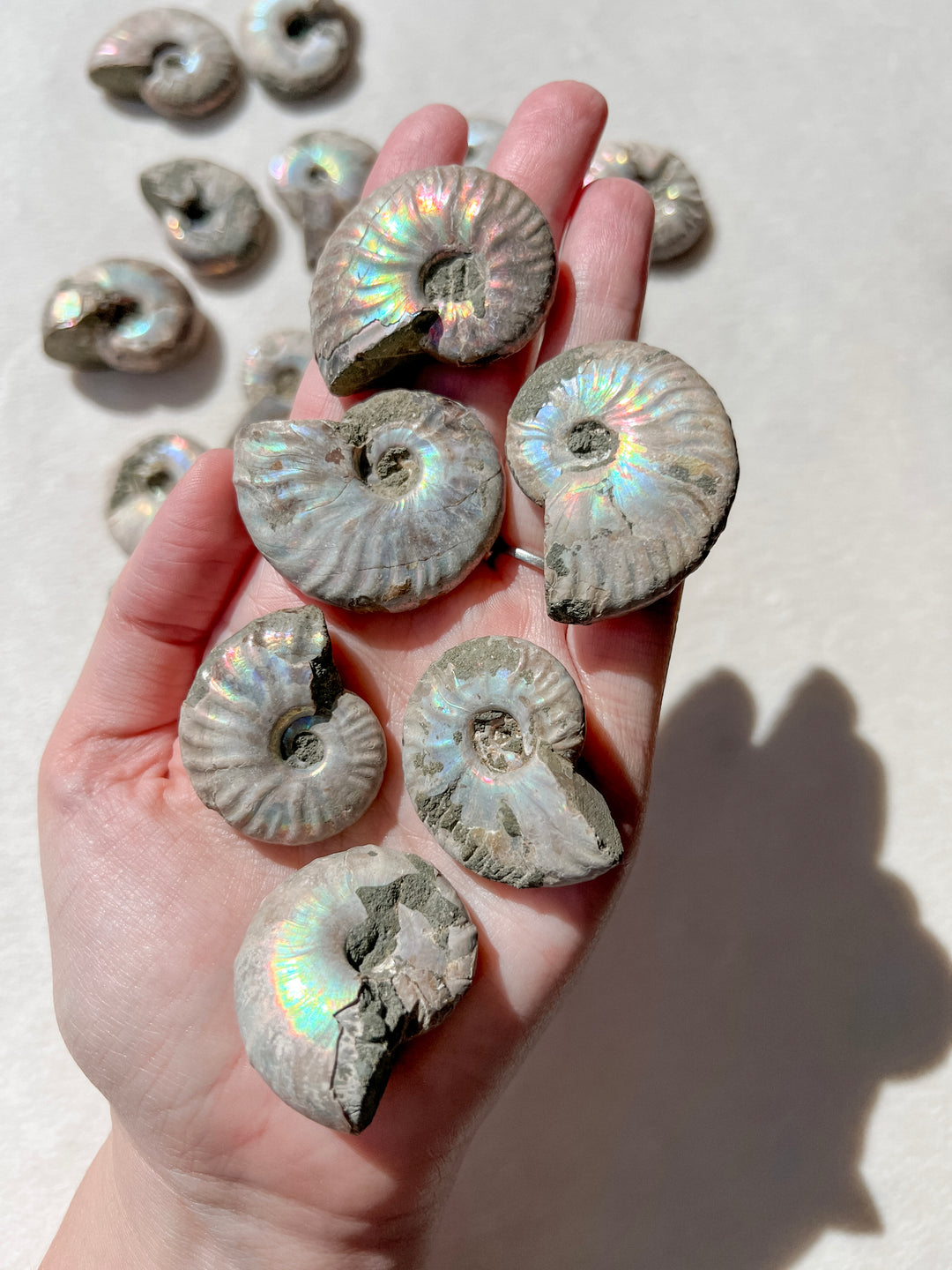 Ammonite Fossil // Vitality + Transformation + Positivity
