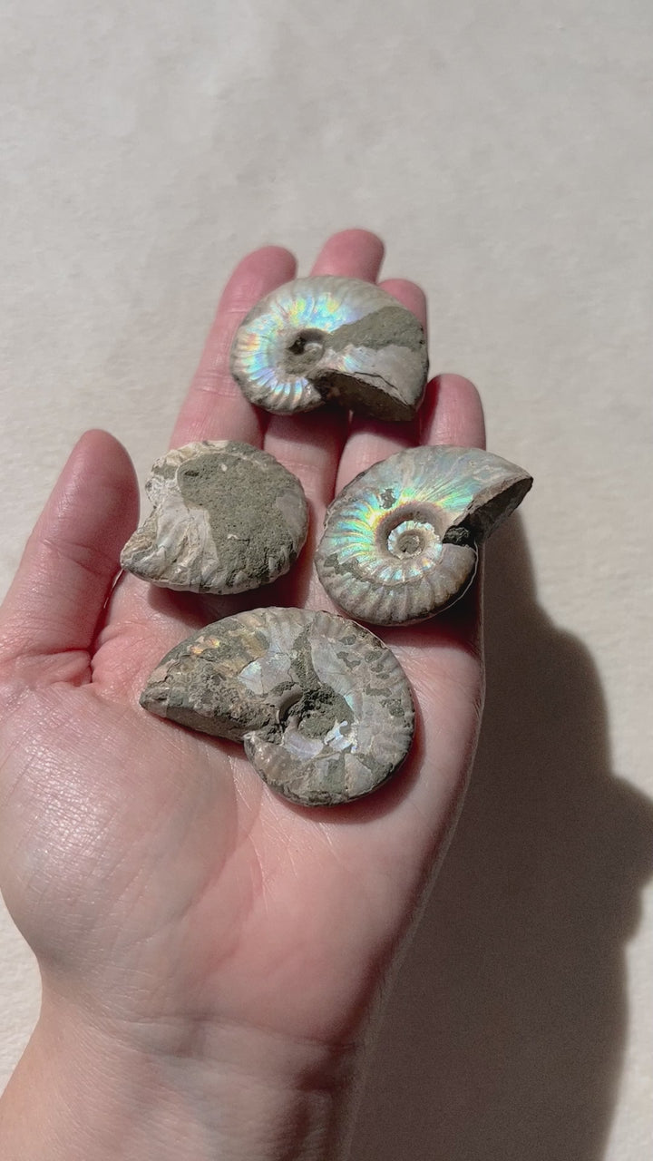 Ammonite Fossil // Vitality + Transformation + Positivity